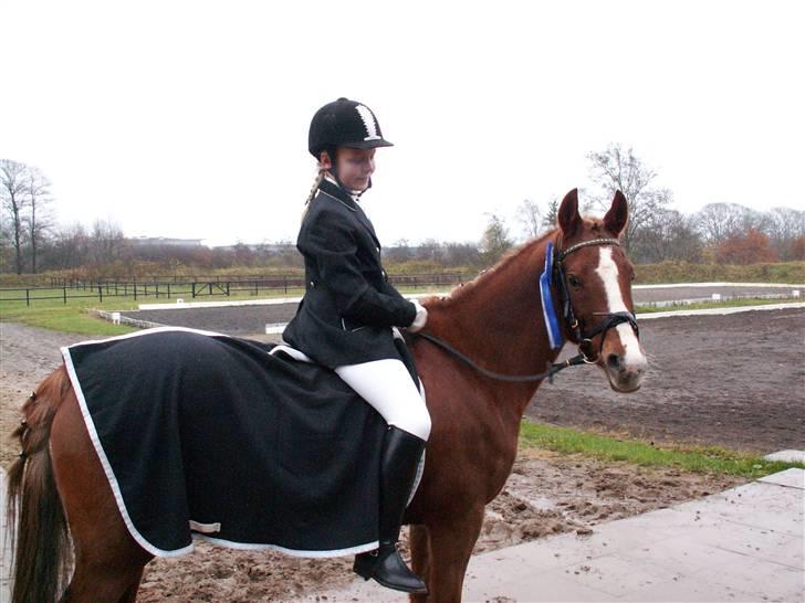 Hollandsk Sportspony My lady  billede 12