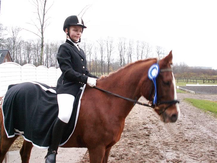 Hollandsk Sportspony My lady  billede 13