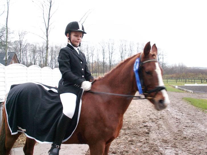 Hollandsk Sportspony My lady  billede 14