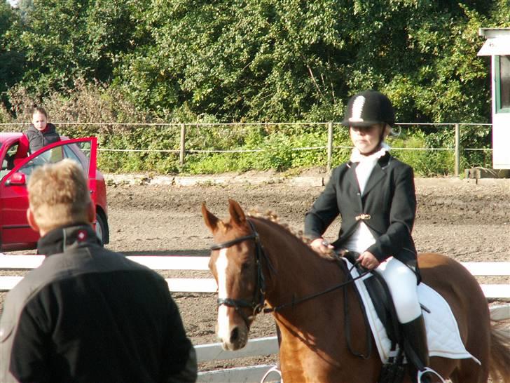 Hollandsk Sportspony My lady  billede 15