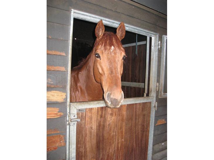 {{currentPhoto.altText}} billede {{currentPhoto.number}}