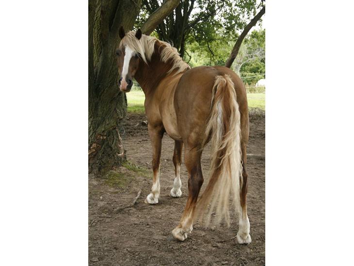 {{currentPhoto.altText}} billede {{currentPhoto.number}}