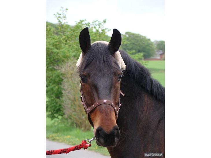 Anden særlig race Yasya [ solgt]  - 1) Velkommen til Yasya´s profil, smid gerne en kommentar og/eller en bedømmelse af ham ;) <3 Sidste dag med Bassen, elsker og savnet <3 Foto: Maria mussen <3 billede 1