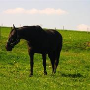Oldenborg comtess af kærsholm