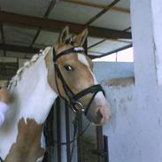 Hollandsk Sportspony Jolly Jumper solgt:/