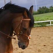 Connemara Tobæks Isabella (Tidl. part)