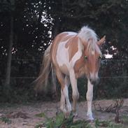 Anden særlig race loke