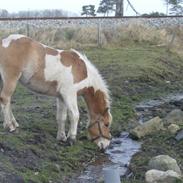 Anden særlig race loke