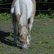 Anden særlig race loke