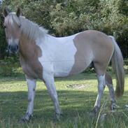 Anden særlig race loke