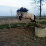 Anden særlig race Isbjørn <,33 (solgt )