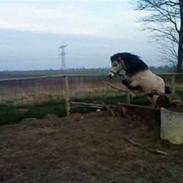 Anden særlig race Isbjørn <,33 (solgt )