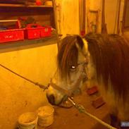 Anden særlig race Isbjørn <,33 (solgt )