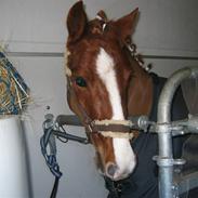 Welsh Pony (sec B) esprit