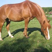 Welsh Pony (sec B) esprit