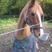 Welsh Pony (sec B) esprit