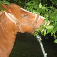 Welsh Pony (sec B) esprit