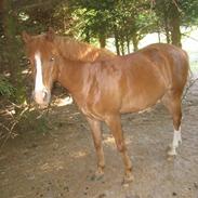 Welsh Pony (sec B) esprit