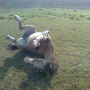 Svensk Sportspony  Primula *SOLGT!!* ;'(