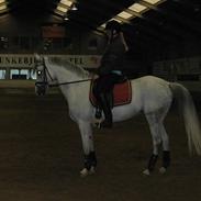 Arabisk fuldblod (OX) Salome ox