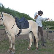 Fjordhest Mille Gilbjerg *solgt