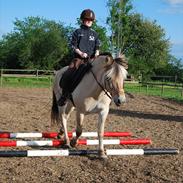 Fjordhest Mille Gilbjerg *solgt