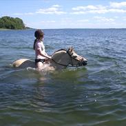 Fjordhest Mille Gilbjerg *solgt