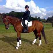 Hollandsk Varmblod Royal Flush