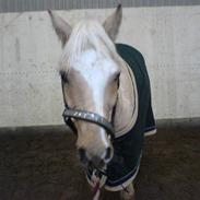 Welsh Cob (sec D) Tijd Vlijt's Goldfinger<3