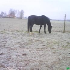 Oldenborg Bertha 