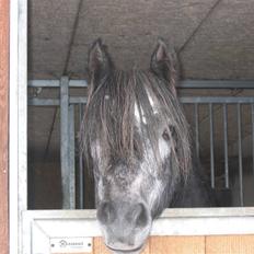 Welsh Pony (sec B) Klintholms SirJames