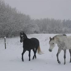 Welsh Pony (sec B) Klintholms SirJames