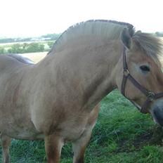 Fjordhest Mia-Maja (SOLGT)