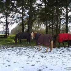 Haflinger Sille Solgt  :s