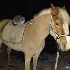 Haflinger Sille Solgt  :s