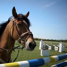 Svensk Sportspony  Aniara (solgt)