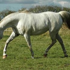 Arabisk fuldblod (OX) *Ballerina OX* *R.I.P.* 15-02-07