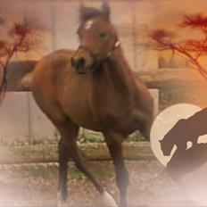 Anden særlig race *Bonjour La Bonzy* *Bonzy*-*SOLGT**R.I.P*