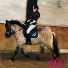 Konik Polski Herkules