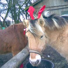 Anden særlig race Kiki (Gamle part)