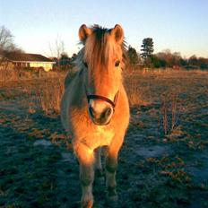 Anden særlig race Kiki (Gamle part)