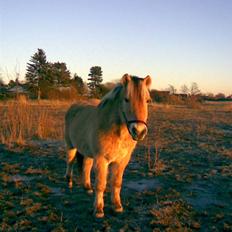 Anden særlig race Kiki (Gamle part)
