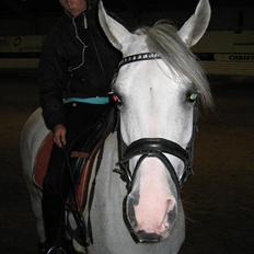 Arabisk fuldblod (OX) Salome ox