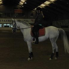 Arabisk fuldblod (OX) Salome ox