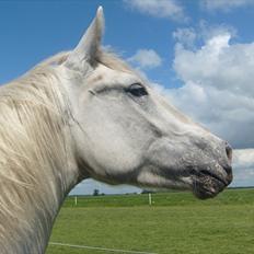 Knabstrupper Alexsander *solgt*
