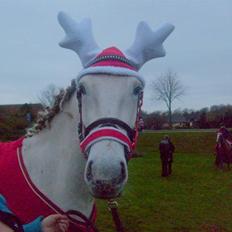 Knabstrupper Alexsander *solgt*