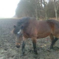 Koldblodstraver Mini Spralla / Stjärna