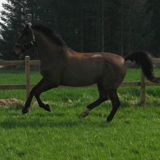 Dansk Varmblod Monet