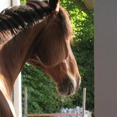 Dansk Varmblod Monet