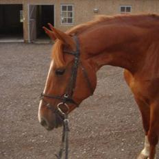 Anden særlig race kasper